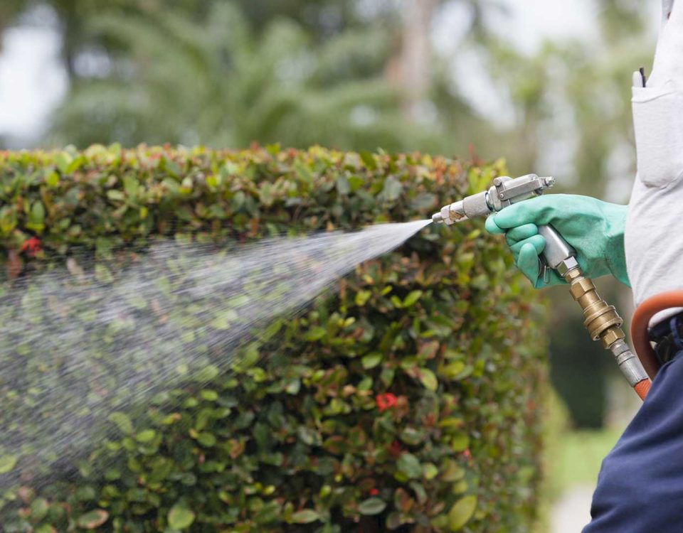 Green Lawn Dunedin Florida