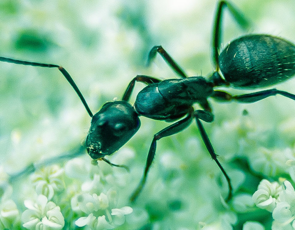 Black Ants in Dunedin, FL