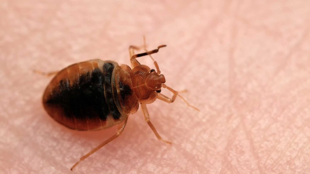 Here’s How To Keep The Ants Marching Out Of Your Kitchen Dunedin Pest