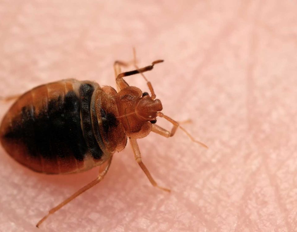 Bed bugs in Dunedin, FL